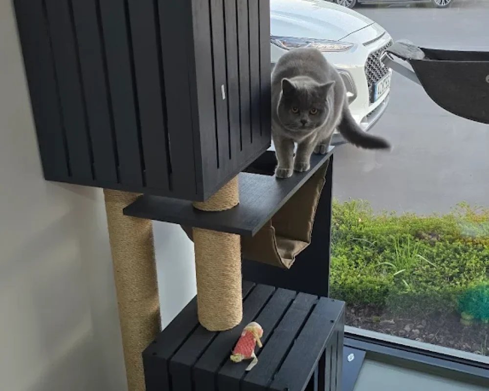 Box Individual Felino