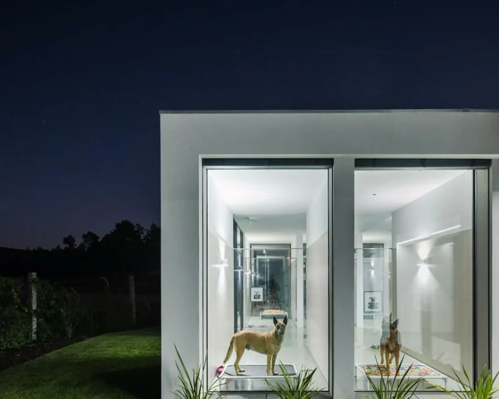 Box Individual Canino