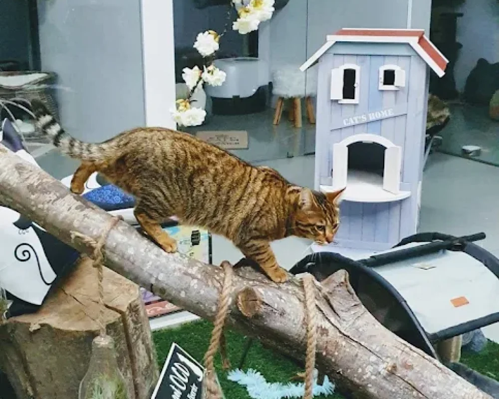 Parque Interior Felino